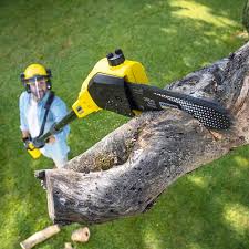 Best Tree Maintenance Programs  in Bentonville, AR