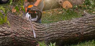 Professional Tree Services in Bentonville, AR