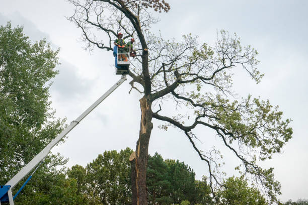 How Our Tree Care Process Works  in  Bentonville, AR