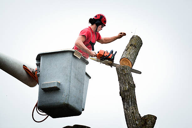 Best Fruit Tree Pruning  in Bentonville, AR