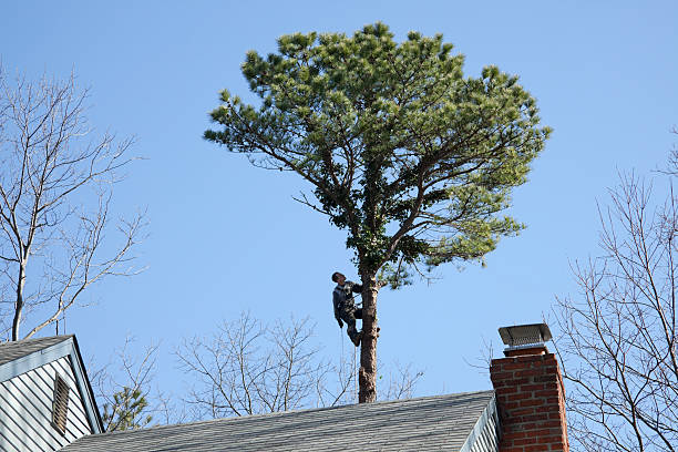  Bentonville, AR Tree Services Pros