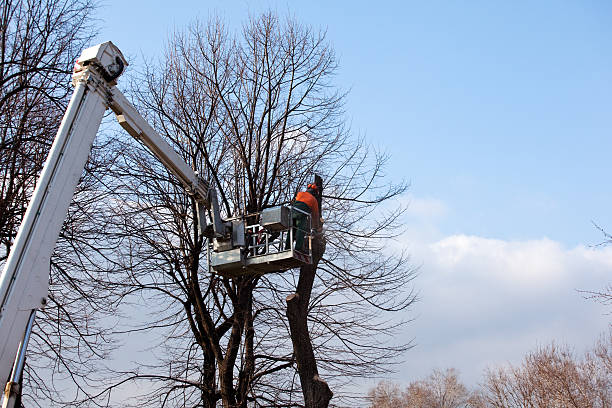 Best Firewood Processing and Delivery  in Bentonville, AR