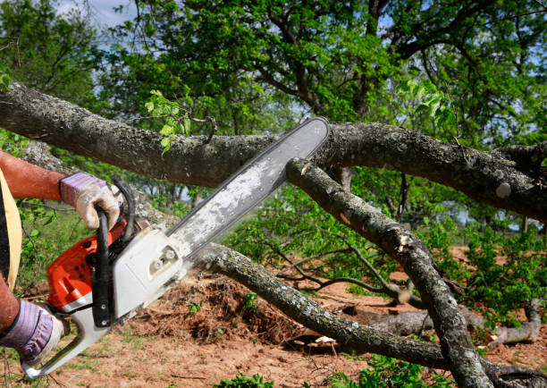 Best Tree Mulching  in Bentonville, AR